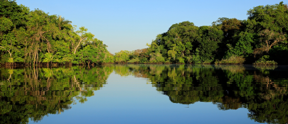 Imagem da floresta Amazônica em um dia de céu limpo e azul tirada de dentro de um rio de águas calmas e com vegetação densa ao redor. Grande variedade de espécies vegetais, que estão sendo refletidas na água calma.
